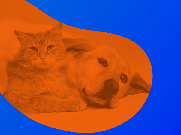 Live do NEC desmistifica coronavírus em cães e gatos