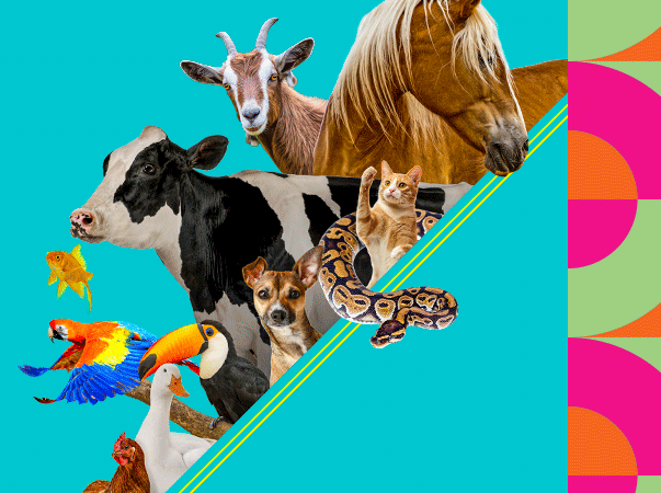 II Congresso Caririense de Medicina Veterinária divulga links de acesso aos trabalhos aprovados para apresentação no evento