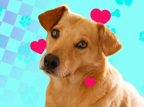 Dia Mundial do Cachorro é celebrado nesta quinta-feira