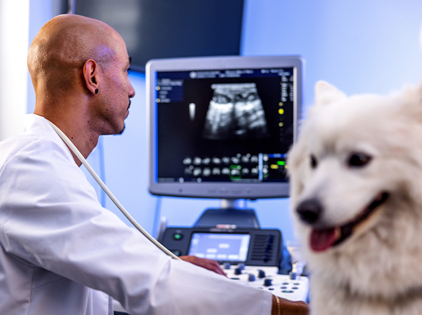 Unileão oferta curso de Radiologia Aplicada na Clínica Médica em Cães e Gatos