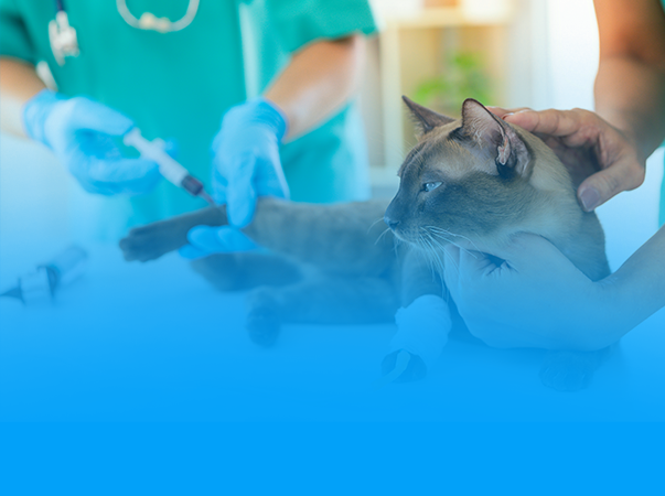 Unileão divulga resultado parcial da seleção para preceptores de Medicina Veterinária